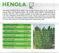 Semences certifiées de chanvre industriel HENOLA