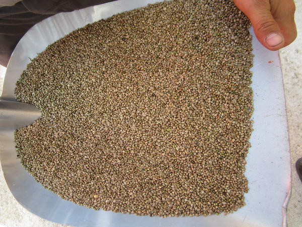Graines de chanvre bio entières, 500gr